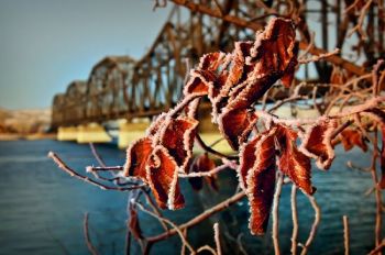 Frosty leaves near Pierre's railroad bridge. Photo by <a href='http://www.dakotagraph.com' target='_blank'>Chad Coppess</a>.