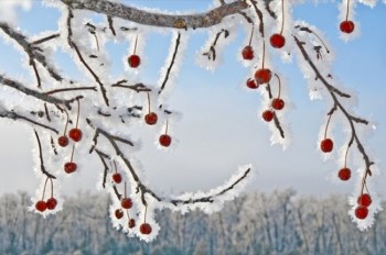 When the cold gets extreme and frost forms on everything I immediately begin looking for colorful items that will stand out against the white.