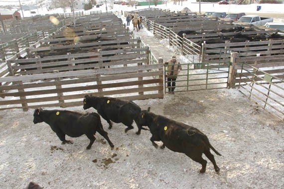 fort pierre livestock market report