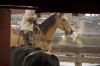 Friday cattle sales draw buyers and sellers from hundreds of miles in all directions.