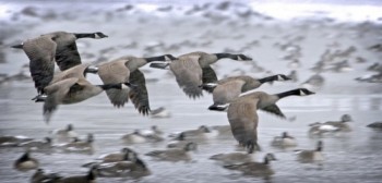 Heavy snowfall creates a dramatic setting for a natural-looking photo of geese in an urban location.