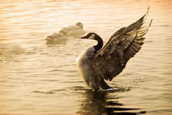 Early sun on a sub-zero morning turns Capitol Lake’s steam into a golden cloak for the birds. 