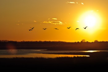 Just about any subject matter with a defined shape will work great as a silhouette against the setting sun.