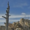 If Zack Sutley is to be believed, he took part in many of Dakota Territory s most famous events, including the hanging of Lame Johnny. This photo of Rapid City s hanging tree was taken by Bernie Hunhoff.