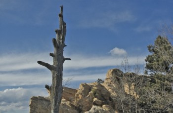 If Zack Sutley is to be believed, he took part in many of Dakota Territory's most famous events, including the hanging of Lame Johnny. This photo of Rapid City's hanging tree was taken by Bernie Hunhoff.