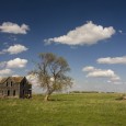 A Hereford bull guards entry to an abandoned farm house northwest of Mitchell.