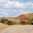 Cattle and barbed wire fences are a constant thread along Highway 16, from East River through the Black Hills. However, the wire doesn’t keep this longhorn cow from roaming the quiet and timeworn roadway west of Philip. Photo by Bernie Hunhoff.