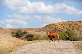 Cattle and barbed wire fences are a constant thread along Highway 16, from East River through the Black Hills. However, the wire doesn’t keep this longhorn cow from roaming the quiet and timeworn roadway west of Philip. Photo by Bernie Hunhoff.