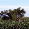 The Hynes family s historic cedar tree still stands west of Conde, though not as gloriously as it once did.