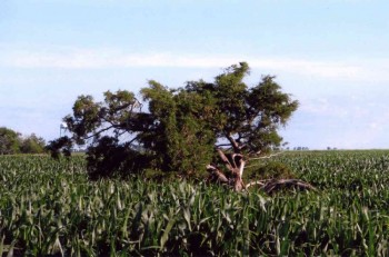 The Hynes family's historic cedar tree still stands west of Conde, though not as gloriously as it once did.