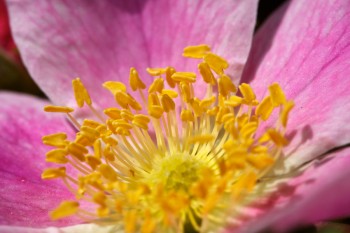 Inside a prairie rose. Photo by Christian Begeman.