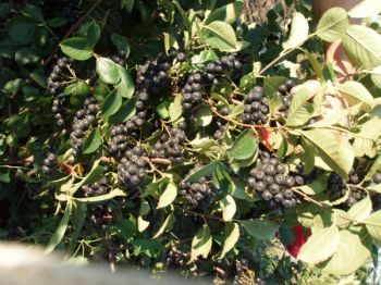 Ripe aronia berries are a deep, almost black purple. Photo by Jolene Stewart.