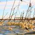 Ice starting to form on Lake Preston near the little town with the same name.