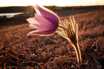 A 2011 pasque in bloom, as seen by Christian Begeman.