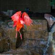 The scarlet ibis and Inca tern in the background.