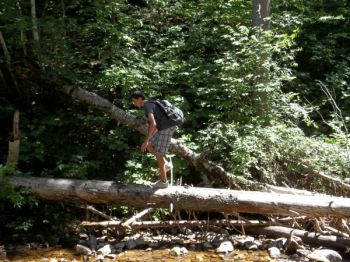 Traversing fallen logs is more fun than taking the dirt path.