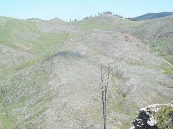 Remnants of the Grizzly Gulch fire.