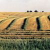 Windrows in Minnehaha County will become bales by sundown. Photo by Marianne Larsen.