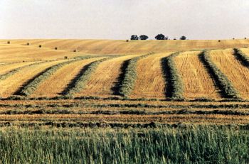 Windrows in Minnehaha County will become bales by sundown. Photo by Marianne Larsen.