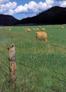 Making hay is a summertime ritual in the Black Hills west of Custer. Photo by Denny McConnell.