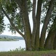 Few stretches of the Missouri River are as wild as they were when Durand Young and Tom Kilian floated from Mobridge to Pierre in 1956.