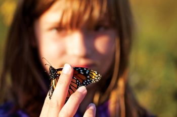 The 2,500-mile migration of monarch butterflies is one of nature's enduring mysteries.