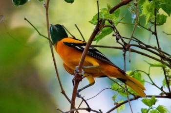 <a href='http://cbegeman.blogspot.com/' target='_blank'>Christian Begeman</a> found orioles at the Adams Homestead and Nature Preserve, but you might see them in your own back yard.