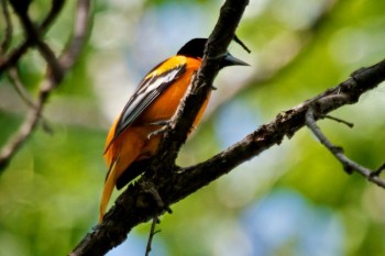 <a href='http://cbegeman.blogspot.com/' target='_blank'>Christian Begeman</a> found orioles at the Adams Homestead and Nature Preserve, but you might see them in your own back yard.