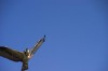 Jane Fink-Cantwell, the chief biologist, asks everyone to keep a watch for the osprey.