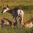  I like all three photos on page 92, but especially Dick Kettlewell s shot of the hungry pronghorns,” says Paul Higbee, contributing editor.  The mother s watchful expression is outstanding. 