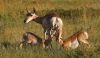  I like all three photos on page 92, but especially Dick Kettlewell s shot of the hungry pronghorns,” says Paul Higbee, contributing editor.  The mother s watchful expression is outstanding. 