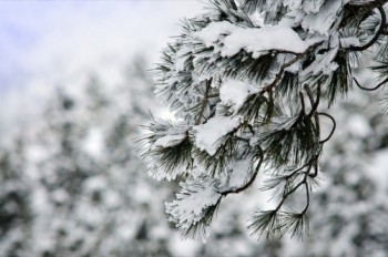 Contrasting patterns of straight, dark pine needles and soft fluffy snow are fun to shoot. Using shallow depth of field separates the close branches from potentially distracting ones in the background.