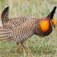 A male prairie chicken shows off on the Fort Pierre National Grasslands. Photo by Chad Coppess / South Dakota Tourism.