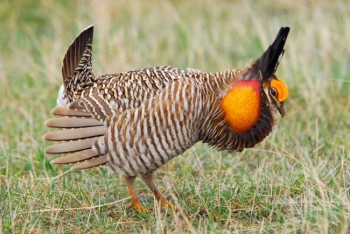A male prairie chicken shows off on the Fort Pierre National Grasslands. Photo by Chad Coppess / South Dakota Tourism.