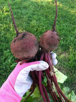 'Look! I grew beets.'