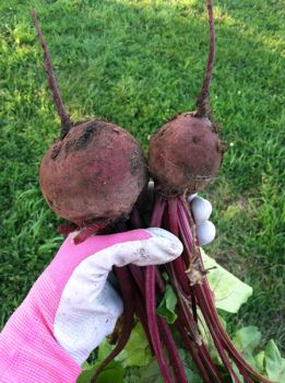 'Look! I grew beets.'