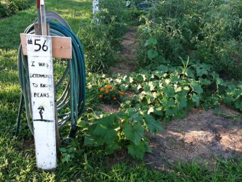 'I was determined to know beans.' Photos by Rebecca Johnson.