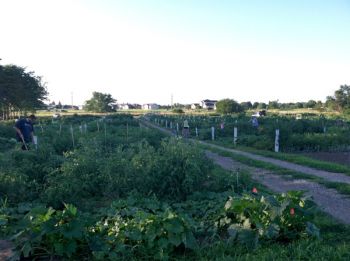 Healthy Yankton Community Garden now.