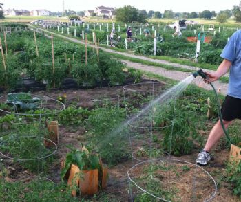 'Are you watering evenly?'