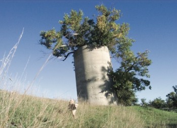 Bernie Hunhoff spotted the green ash trees sprouting from this Hutchinson County silo in 2006.