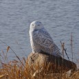 Kelly Preheim of Armour took this photo on December 28th  at the Lake Andes National Wildlife Refuge. The owl was sleeping so she was able to get close with her  little point and shoot camera. 