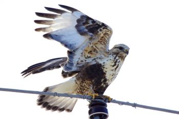 I believe this is a red-tailed hawk perched on a rural Dewey County high wire even though it has more white feathers than most.