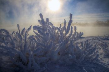 Hoarfrost covered every plant and rock on the edge of the Missouri River below the Oahe Dam on a subzero December 23rd.