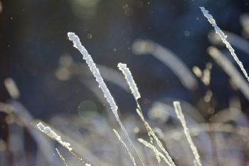 Diamond dust and frosted tall grass along the banks of the river.