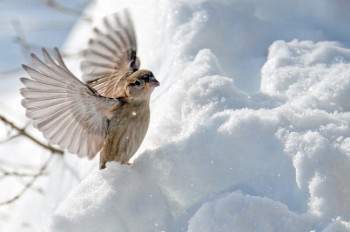 Pre-focusing on a spot where birds tend to land and being ready when they do will help accomplish more good shots.