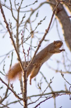 Backyard wildlife tends to be fast-moving subjects. Being ready for anything that may happen is the key.