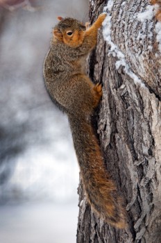 Keeping feeders and other man-made objects out of the frame will provide a more natural portrait of an animal.