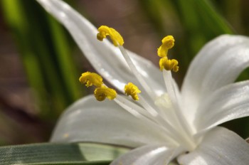 Star lily. Photo by Christian Begeman.