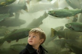 Youngsters get their first close-up look at river trout when they descend the stairway at the hatchery.