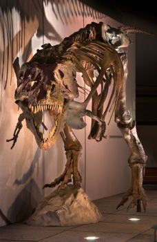 Sue the T. rex replica measures 42 feet long and is 17 feet high at her highest point. © The Field Museum
